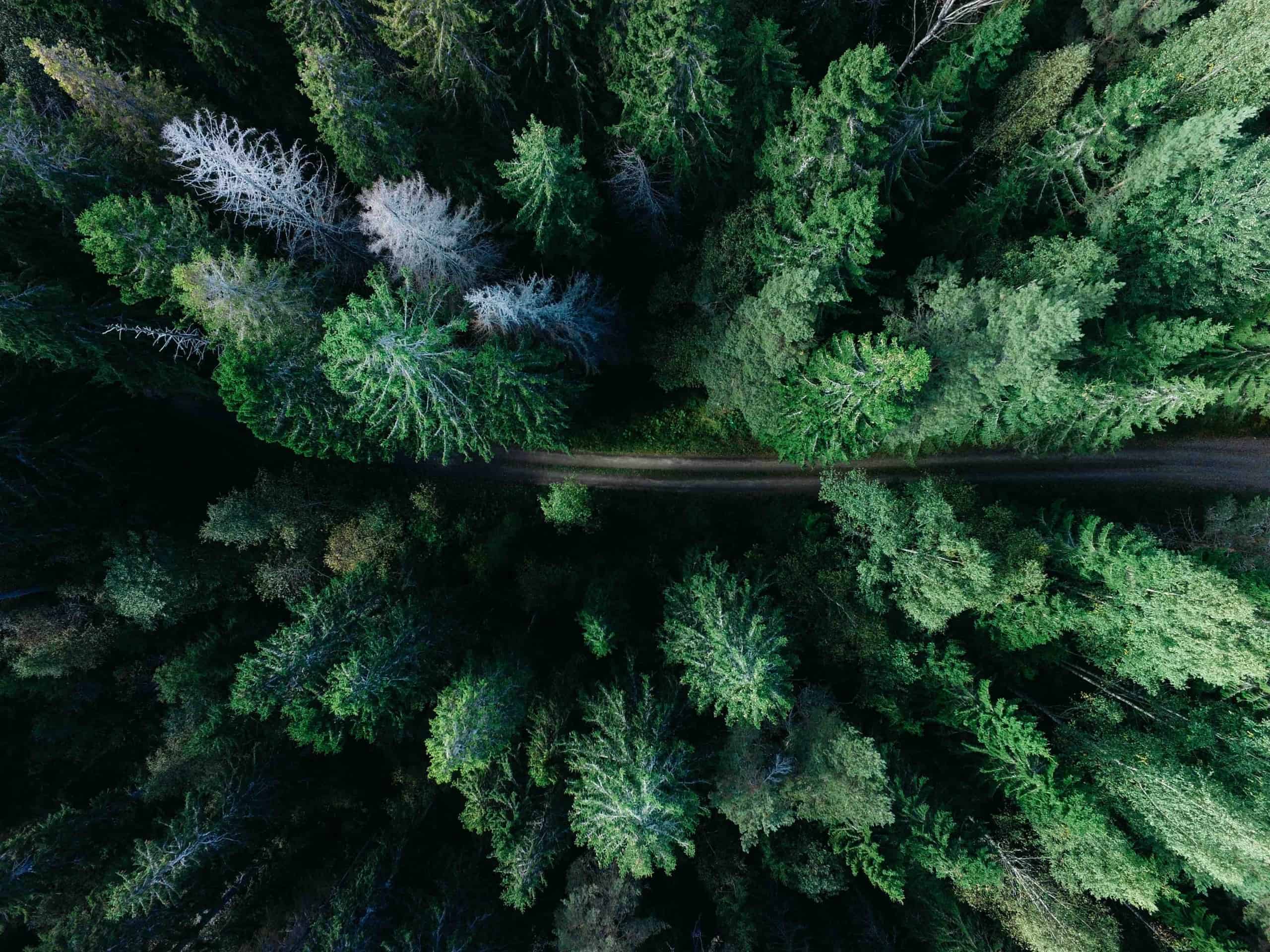 Evergreen forrest content