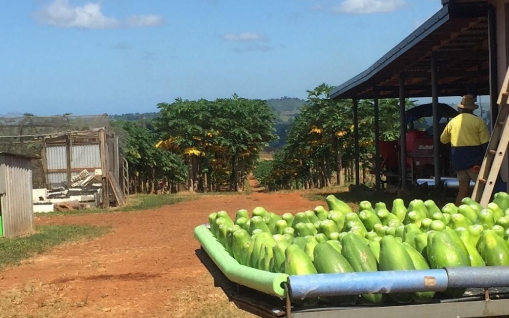 Papaya Farm