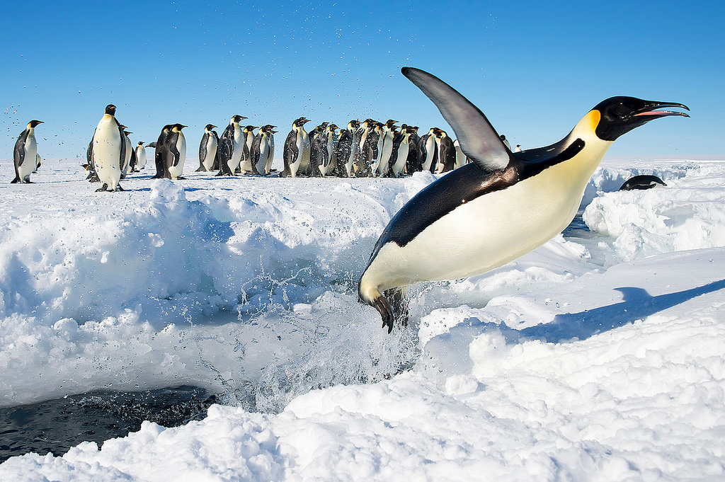Penguin 4.0 är bra för branschen