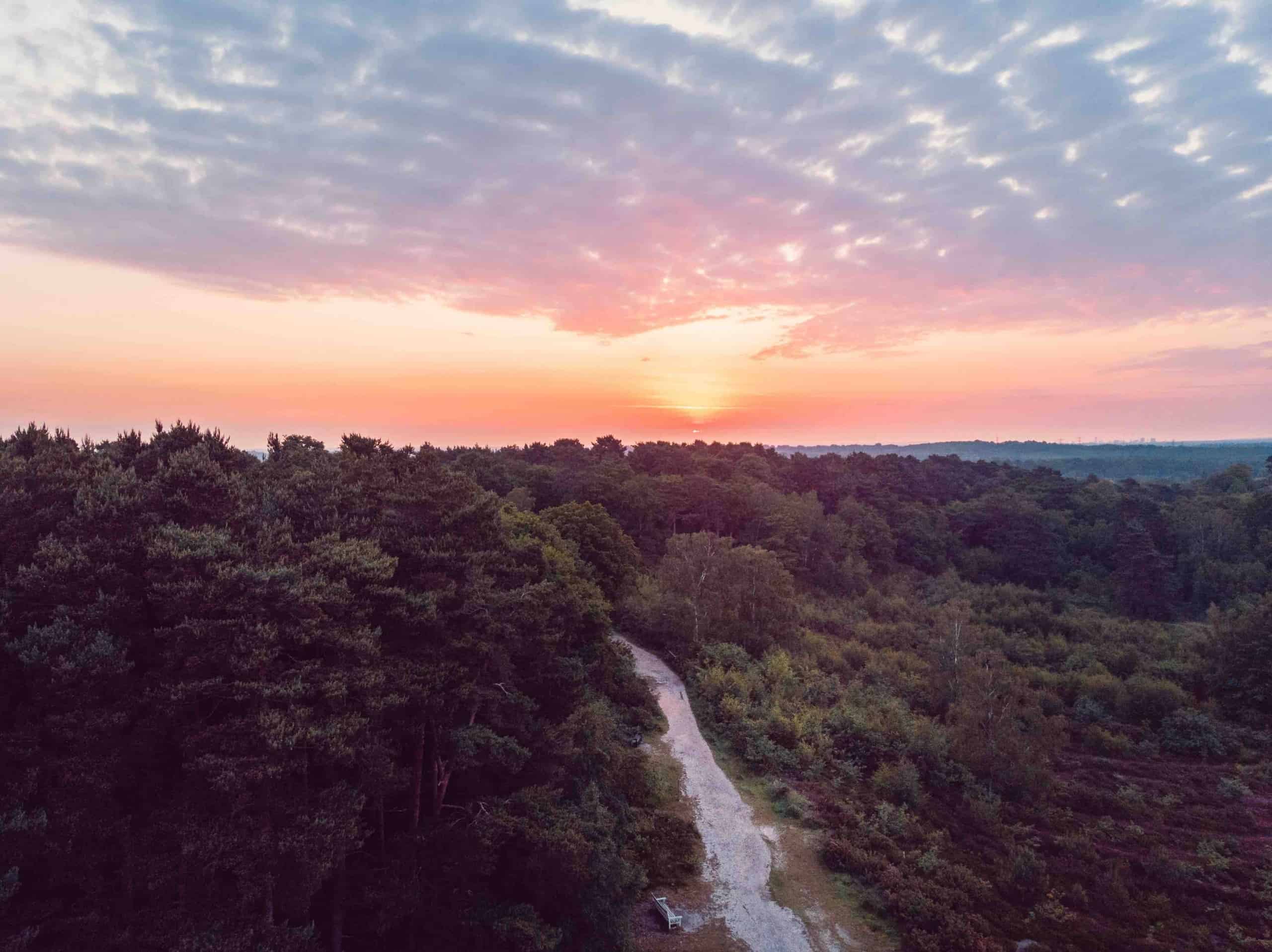 Green content forrest in the sunset