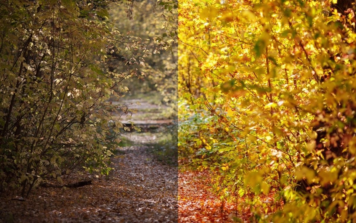 Bild på en höstskog där en sidan har redigerats.