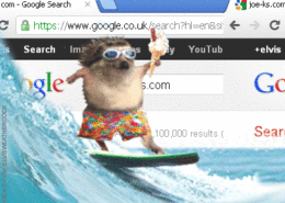 Söt igelkott surfar på internet med mönstrade badshorts och solglasögon